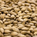 A Comprehensive Guide to Pale Malt for Homebrewing Enthusiasts