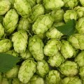 A Complete Guide to Bittering Hops for Home Brewing