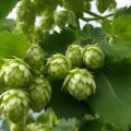 The Power of Aroma Hops: Enhancing Your Homebrew Experience