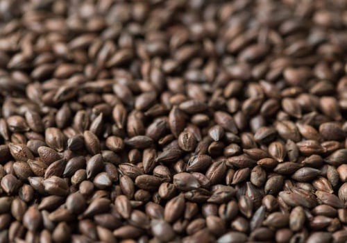 Roasted Barley: The Perfect Addition to Your Homebrew Collection