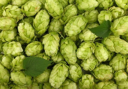 A Complete Guide to Bittering Hops for Home Brewing