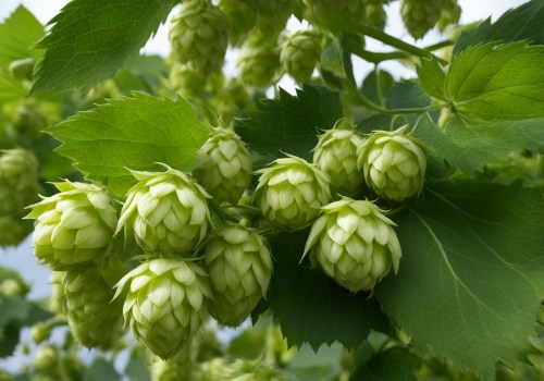 The Power of Aroma Hops: Enhancing Your Homebrew Experience